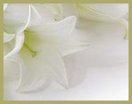whiteeasterliliesblanktag.jpg